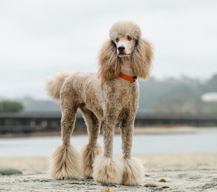 Are Standard Poodles high energy?