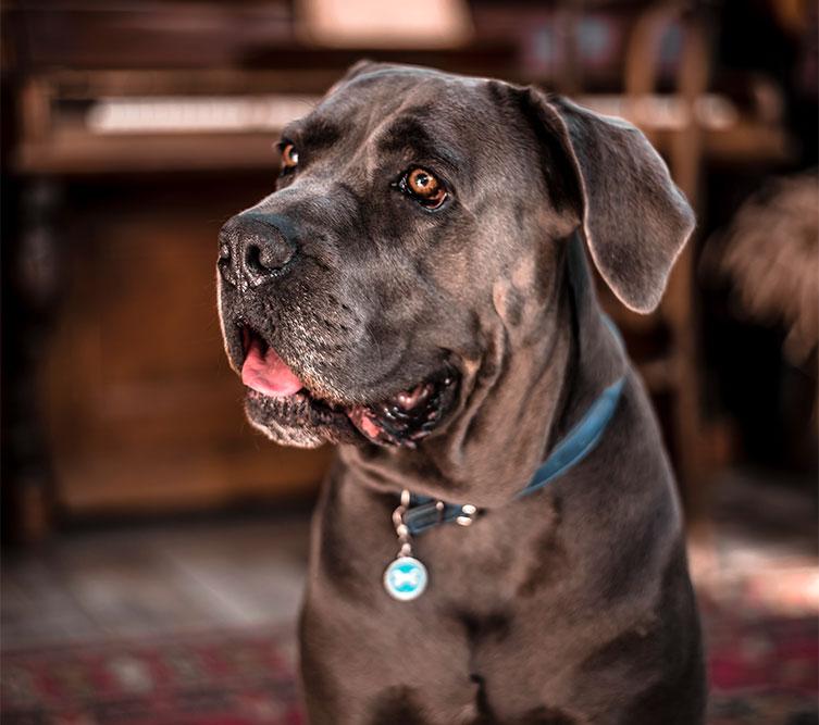 What is the most common Cane Corso color?