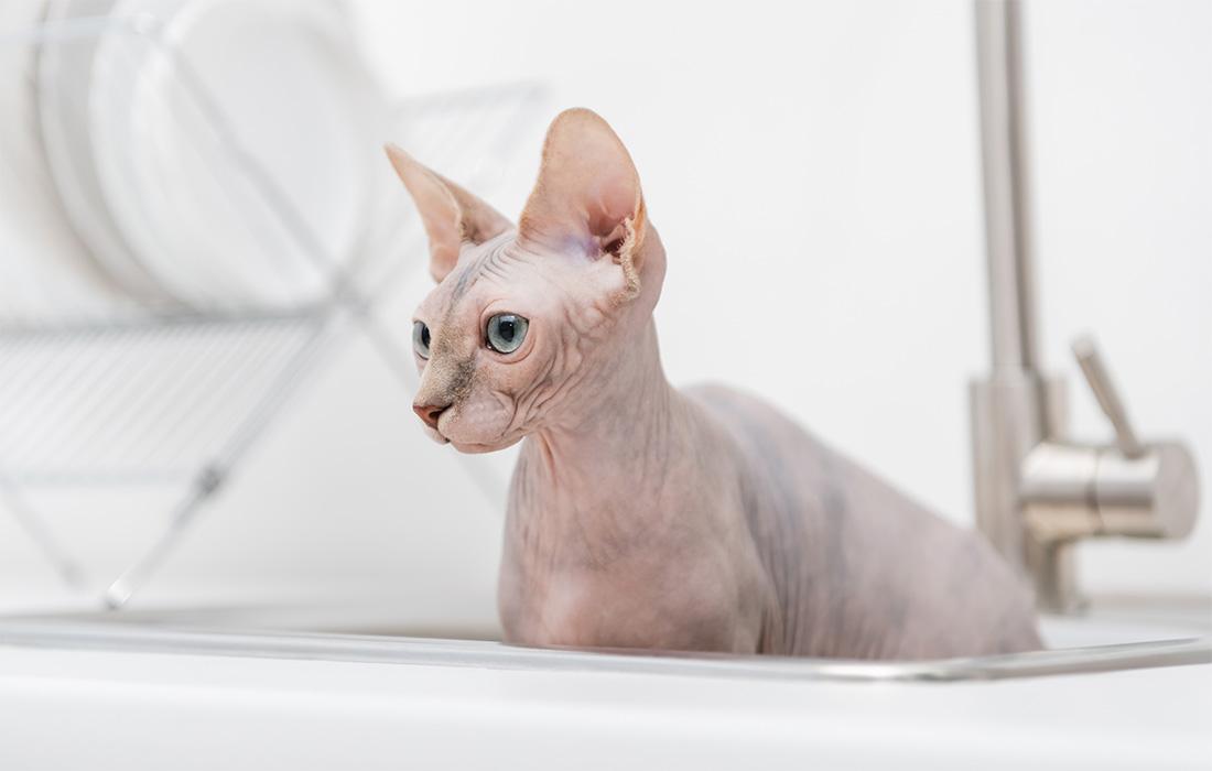 Sphynx - nude