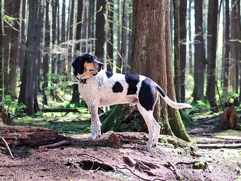 bluetick coonhound