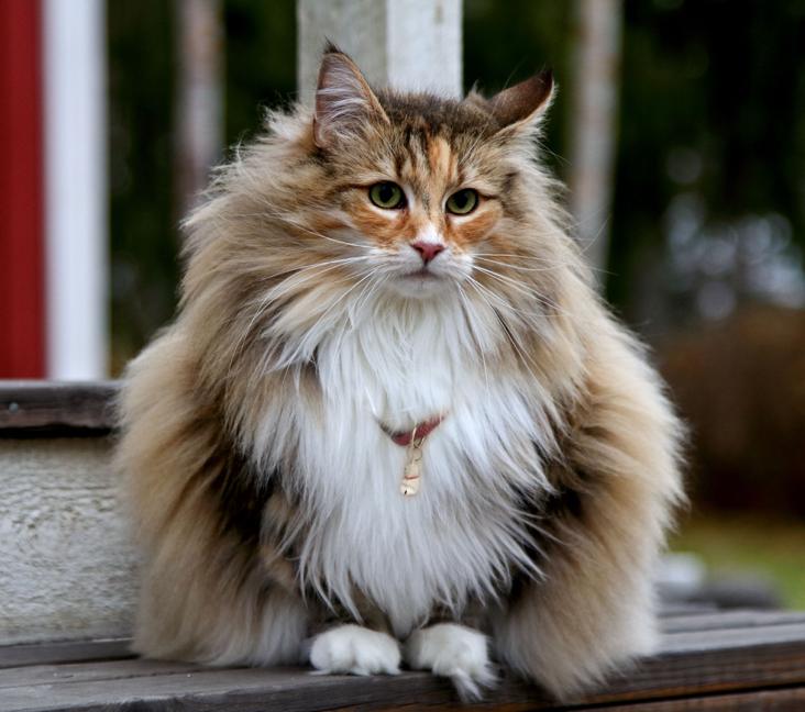 Are Norwegian Forest Cats talkative?