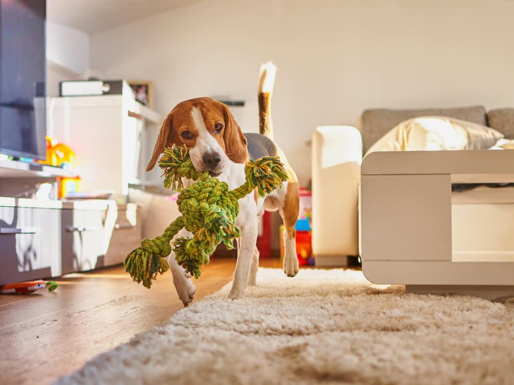 Beagle playing with toy in house