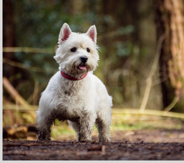 Do Westies like to swim?