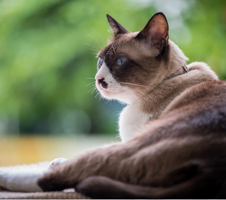 Do Snowshoe cats like to be held?