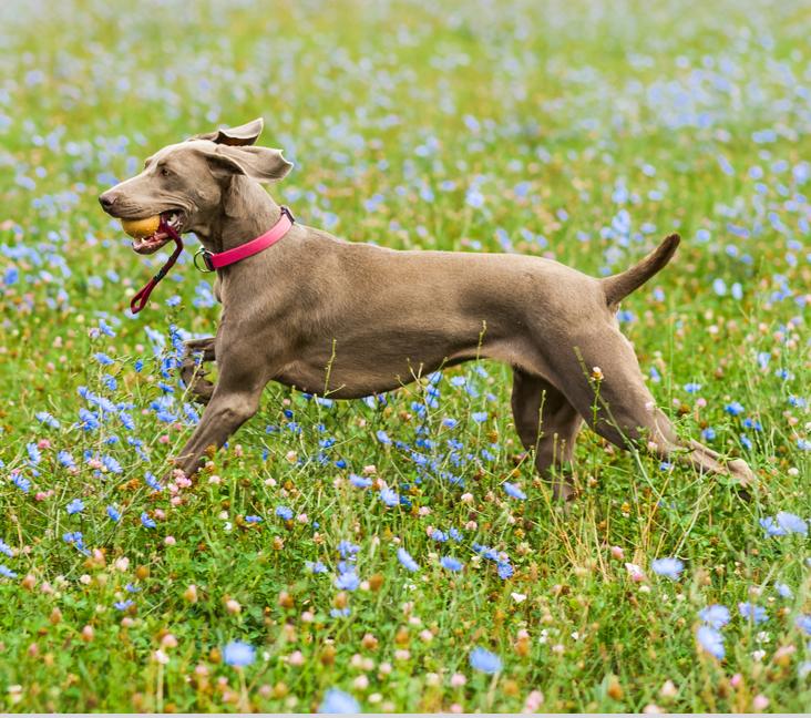 What color are Vizslas?