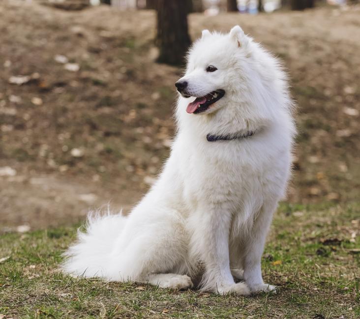 Where are Samoyeds from?