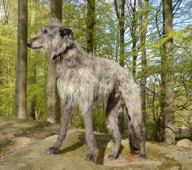 How big do Scottish Deerhounds get?