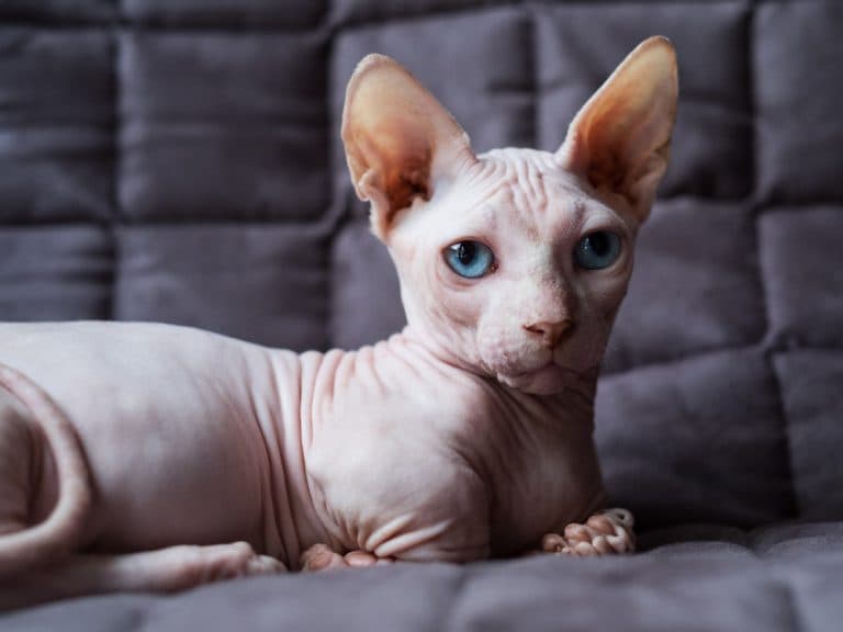 hairless Bambino