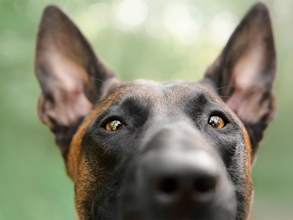 belgian malinois dog close up