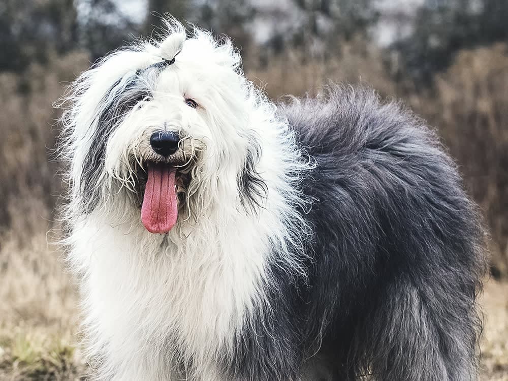 Old English Sheepdog