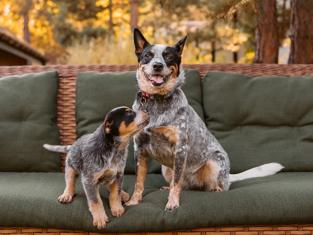 Cattle dog and pup on a sofa