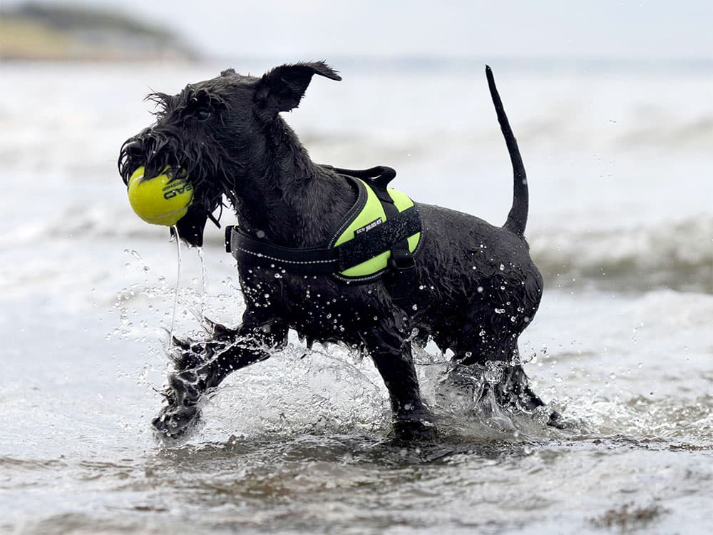 Mini Schnauzer running along beach