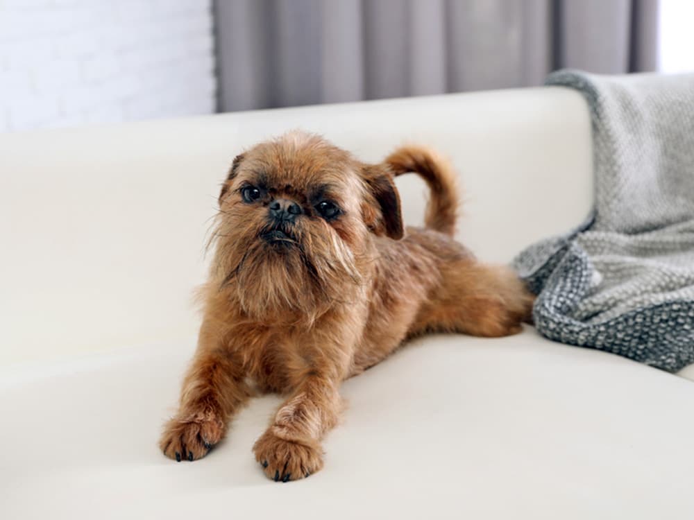 brussels griffon