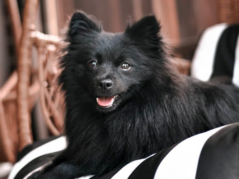 German Spitz