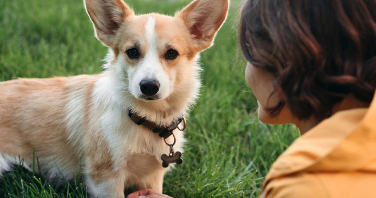 How To Introduce Yourself To A New Dog: The Adoption Visit