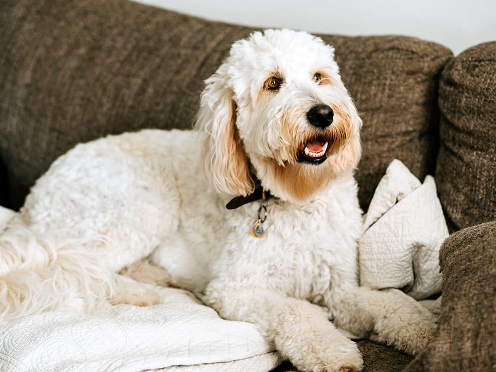 Goldendoodle on sofa