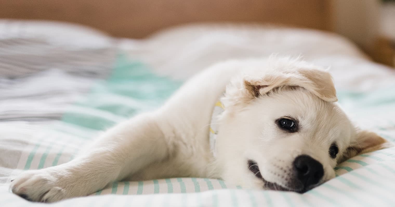 New Puppy Checklist: What To Know Before Adopting A Dog