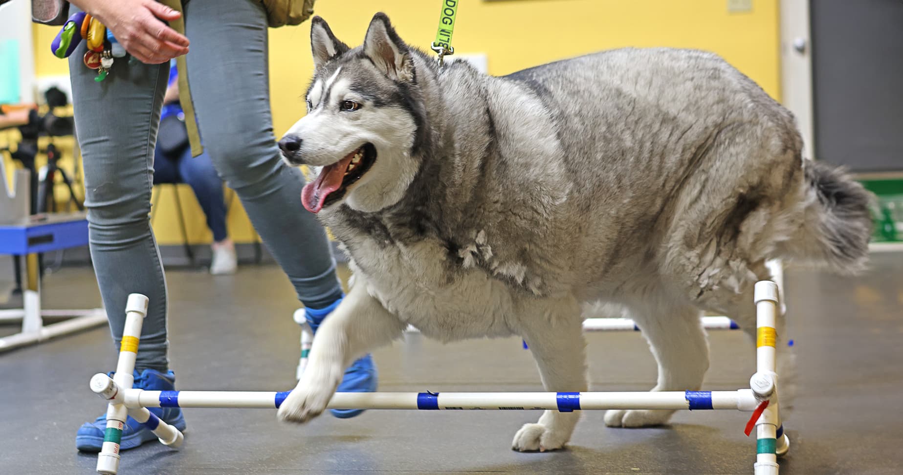 Let’s Find a Home for This Arizona Pup