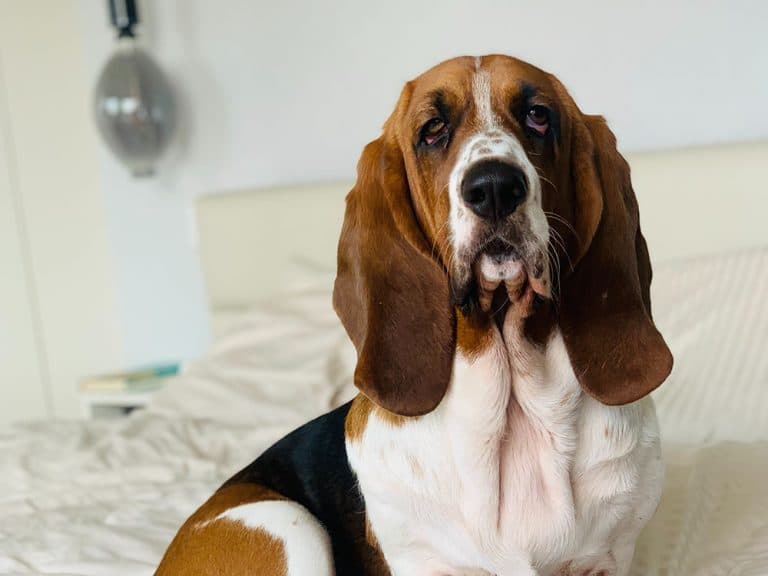 Basset Hound
