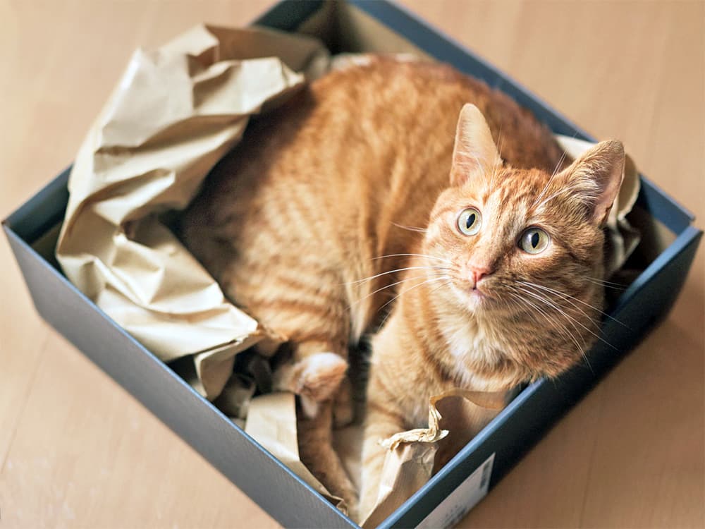 A Domestic Shorthair cat