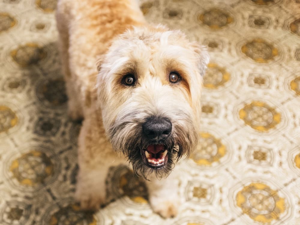 Soft-Coated Wheaten Terrier dog