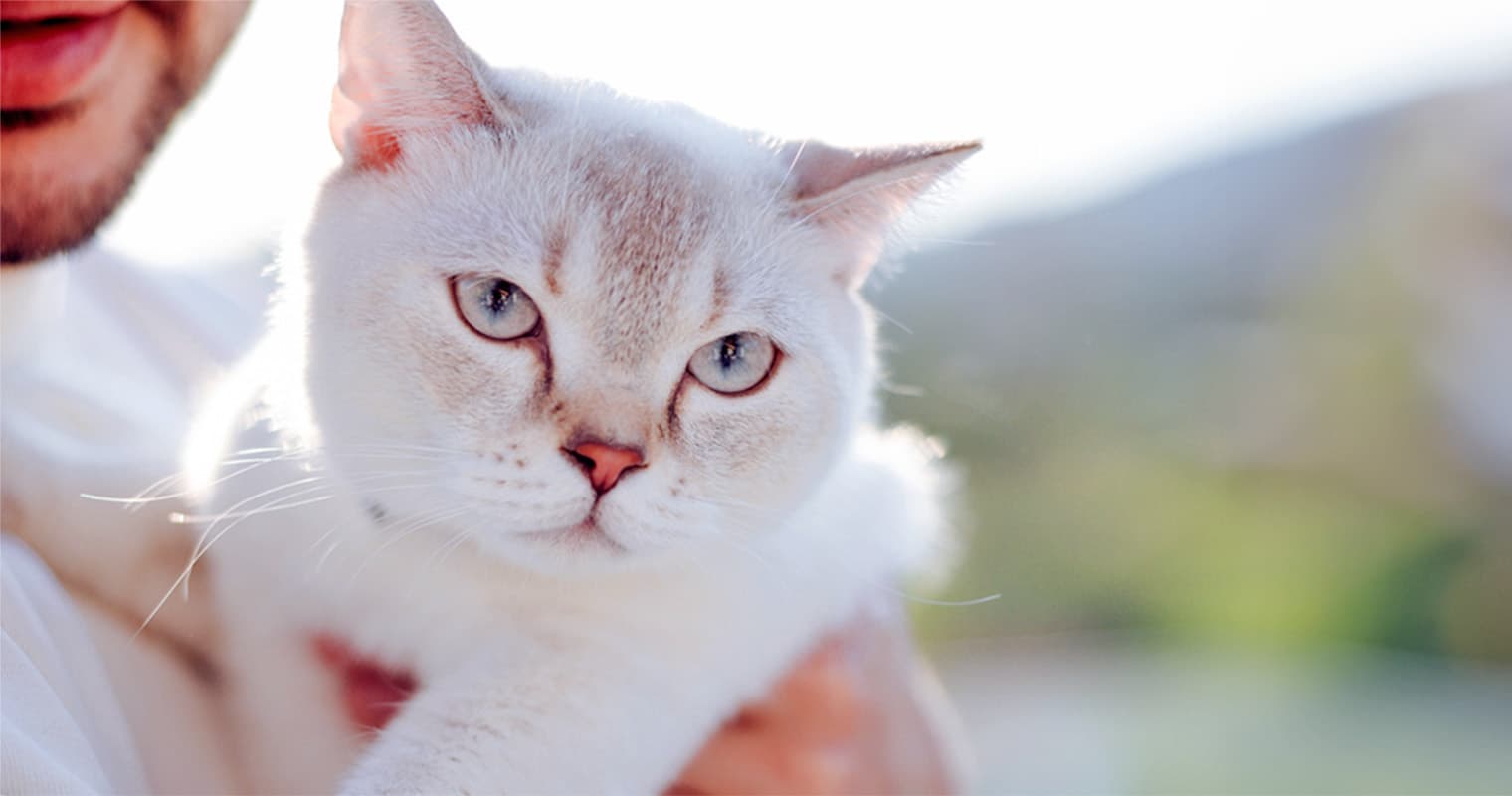 What to Know Before Adopting a Deaf Cat