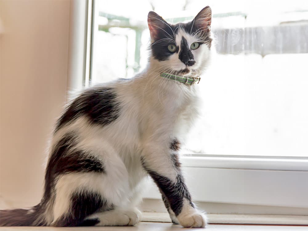 harlequin Norwegian forest cat on window sil