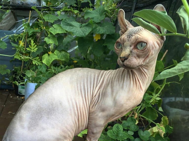 hairless dwelf cat