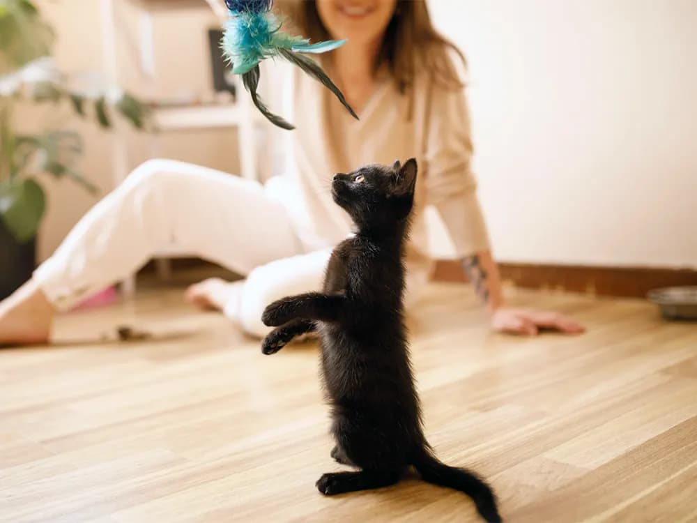 new kitten parent playing with cat