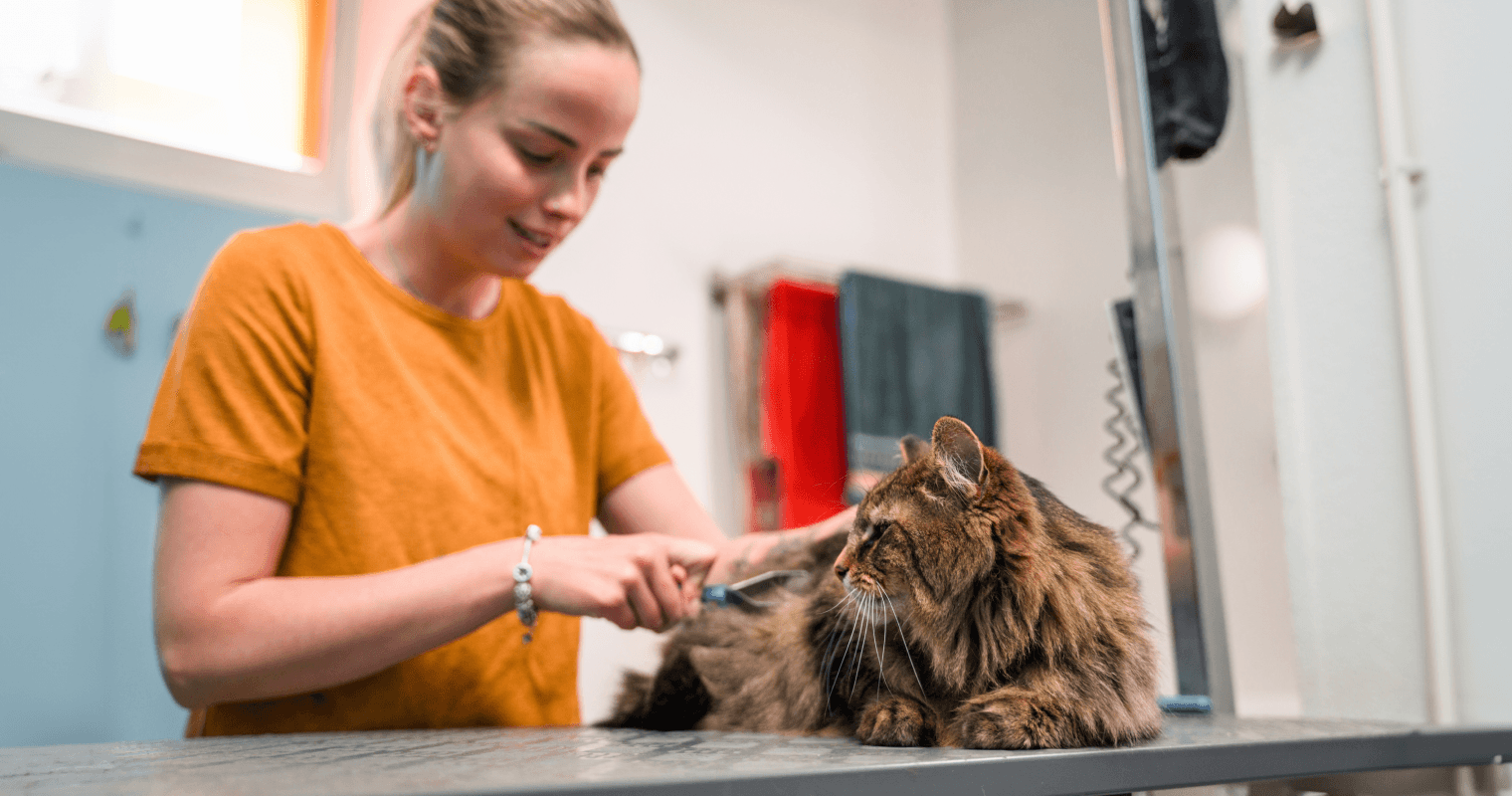 groomer grooming cat on table