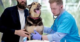 How Much Do Vet Appointments Cost?