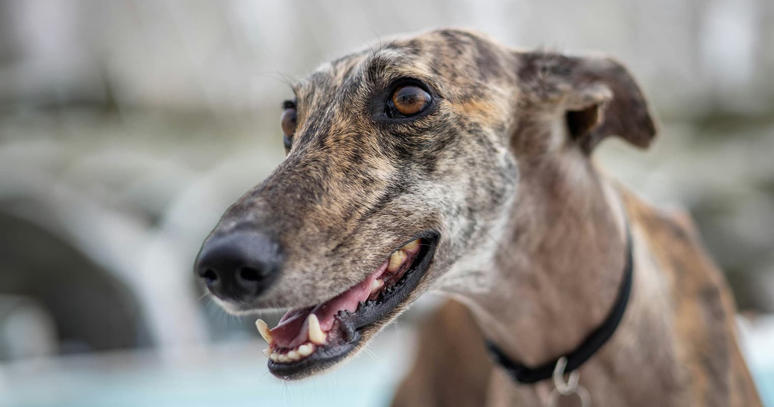 11 Tiger-Striped Brindle Dog Breeds