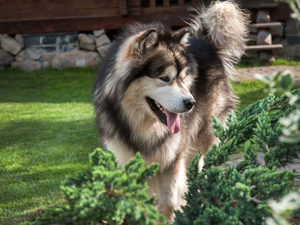 Alaskan Malamute
