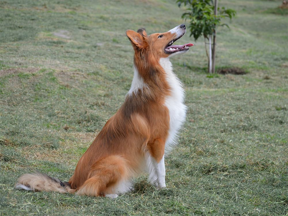 Rough collie dog listening to sit cue