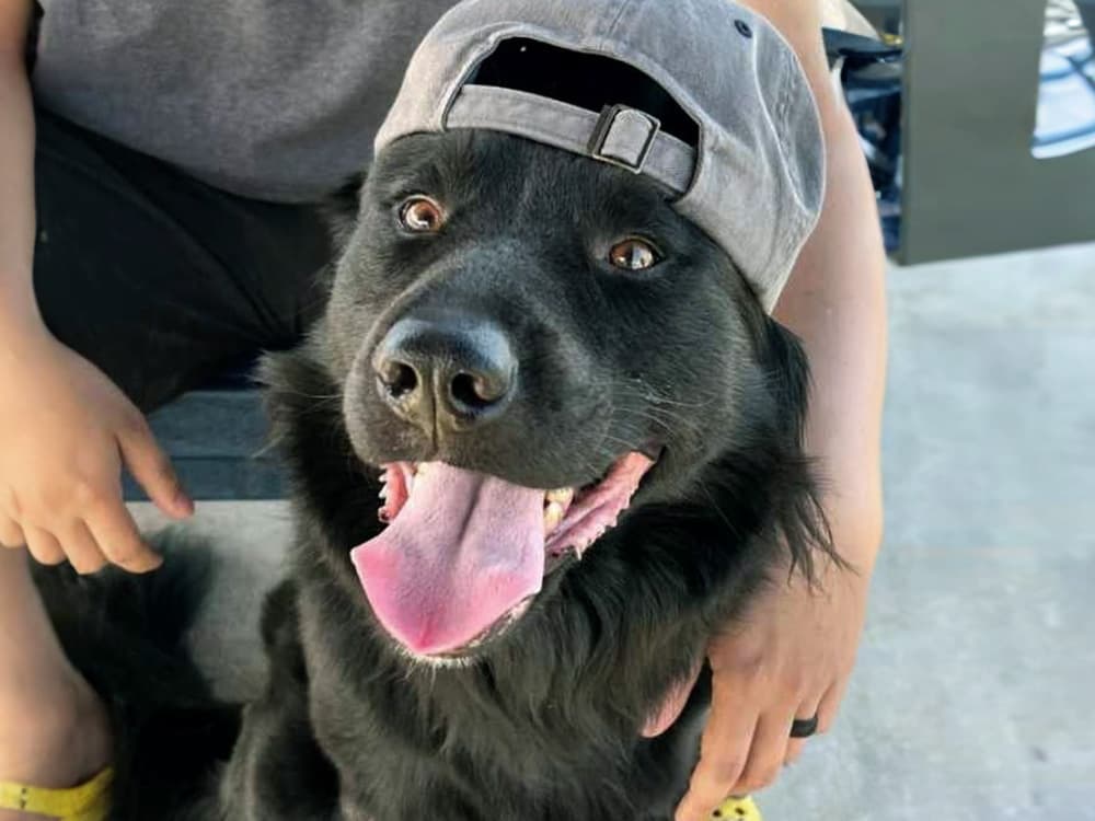 flat-coated retriever / retriever mix with hat on