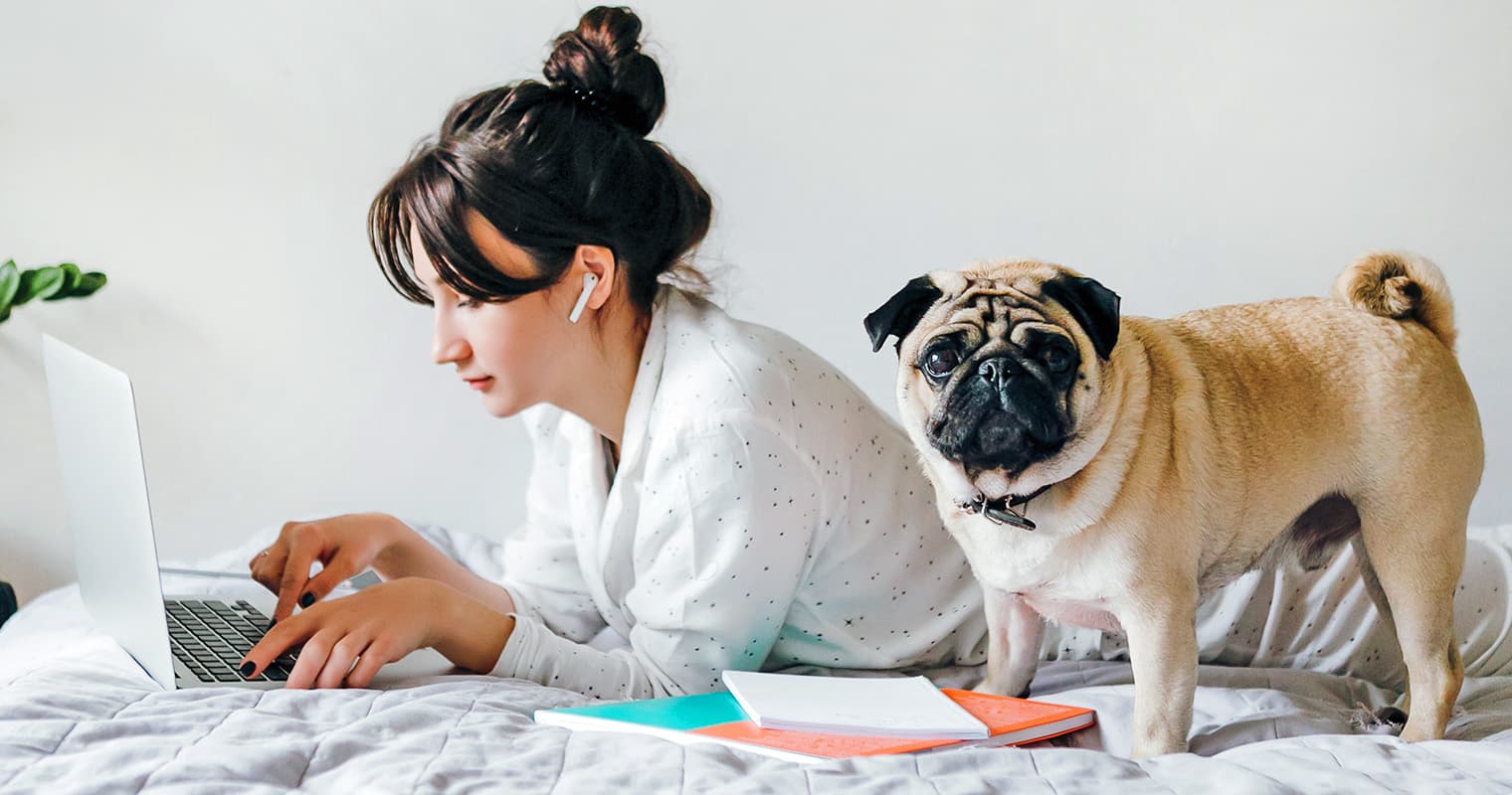 What Does It Mean to Surrender a Pug