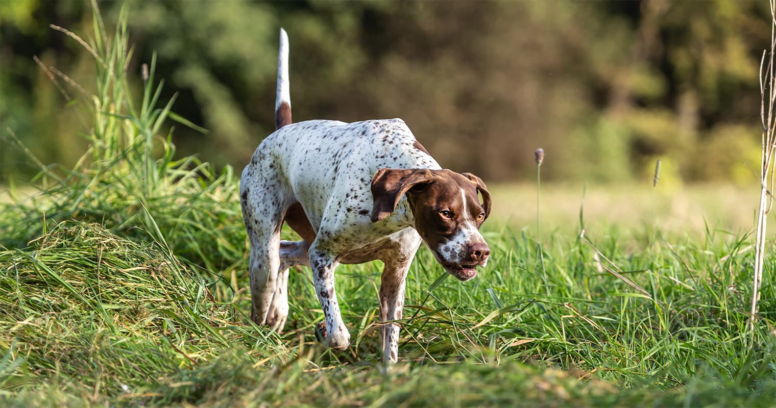 Hunting-Inspired Dog Names for Outdoorsy Pups