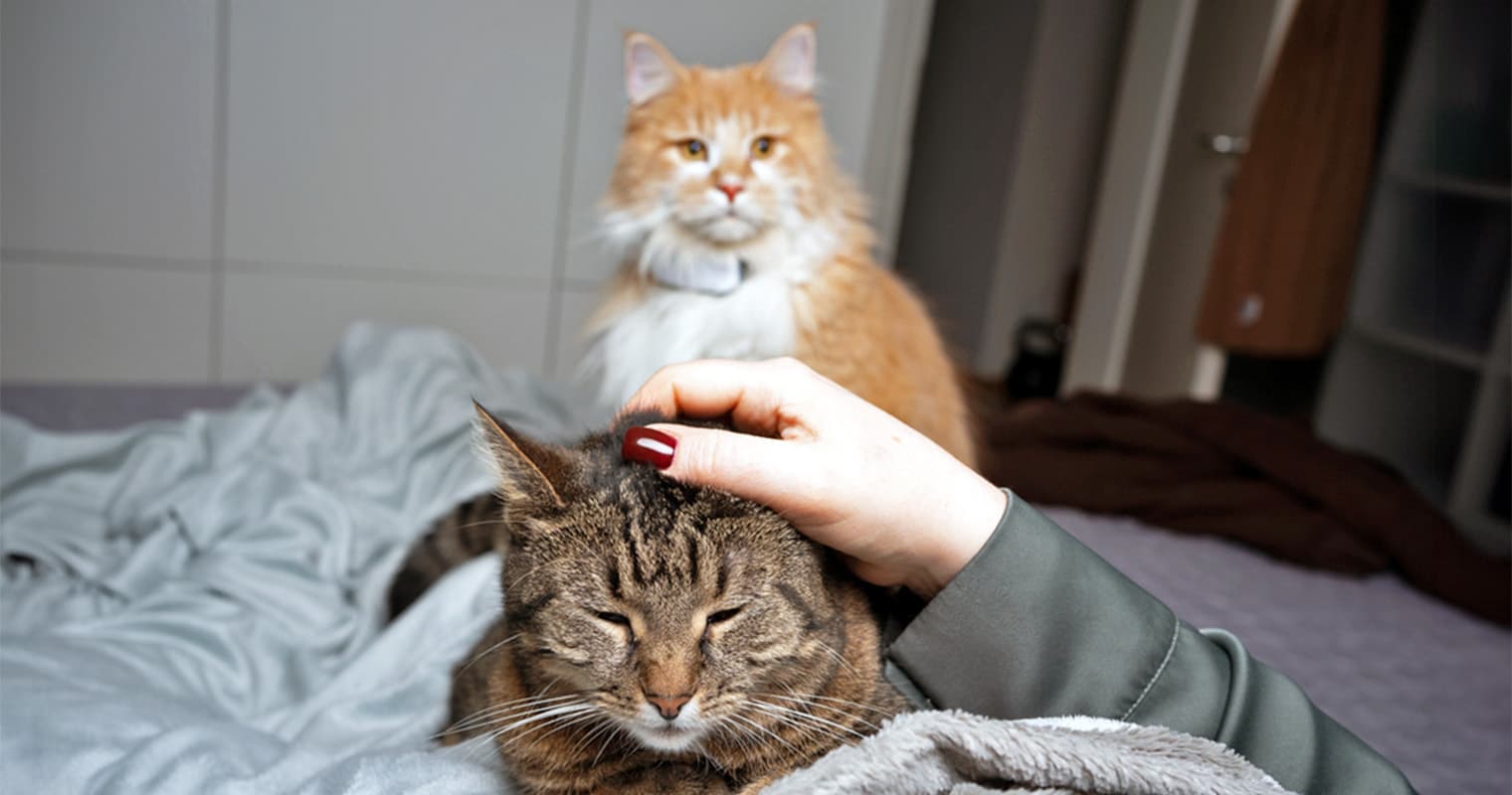 Should I Adopt a Long- or Short-Haired Cat?