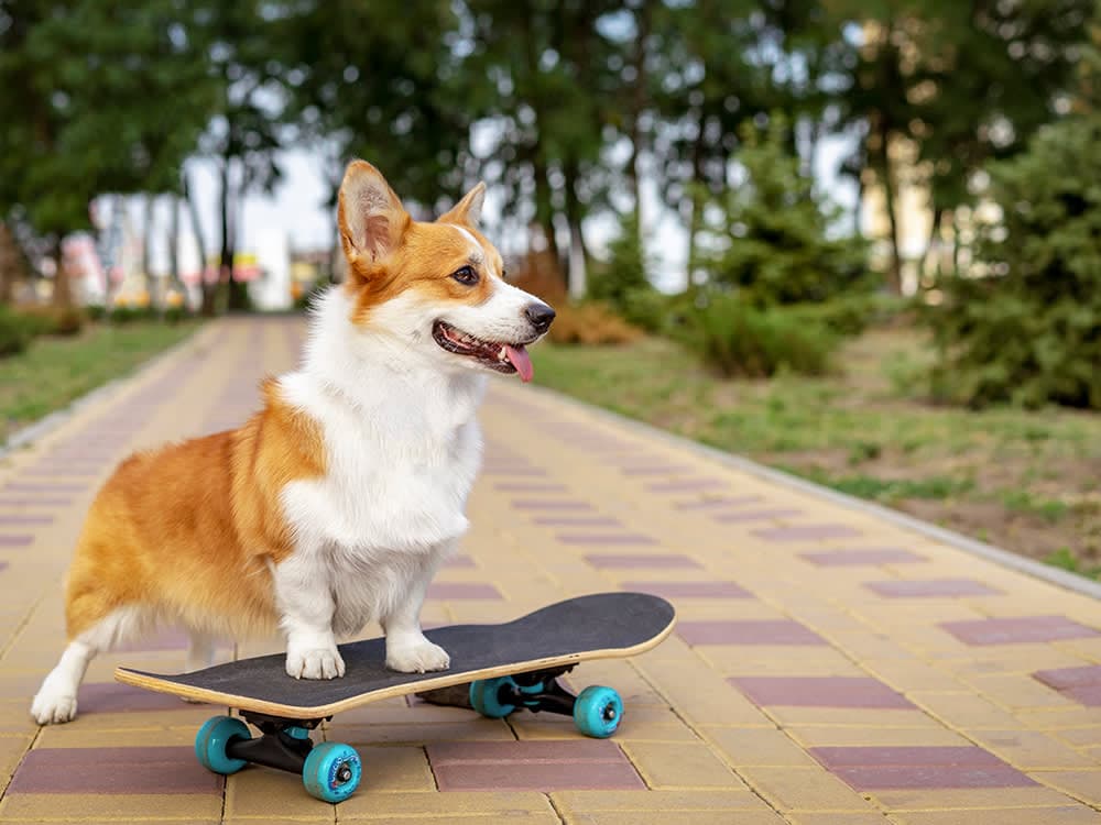 Corgi on a skateboard