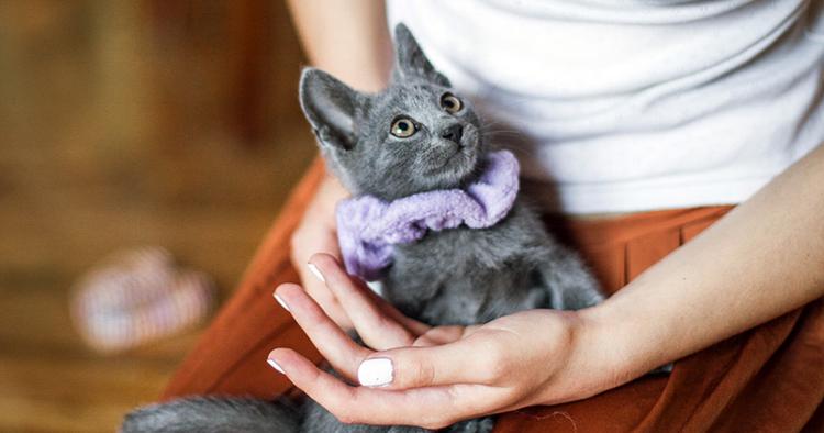 How to Raise a Kitten: Tips for New Cat Parents