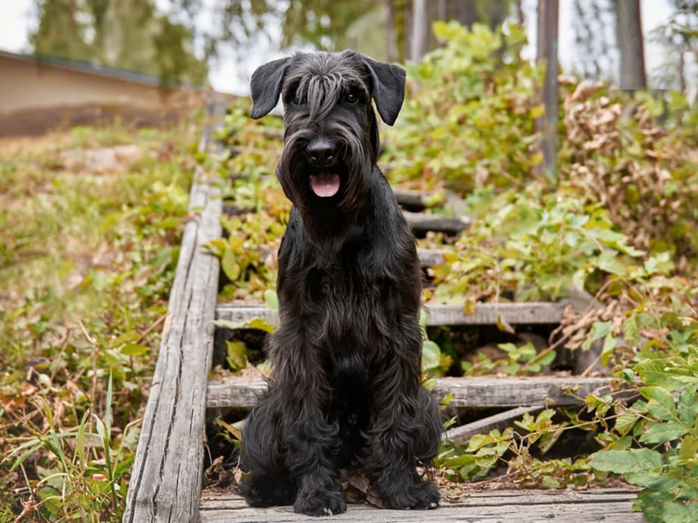 Standard Schnauzer