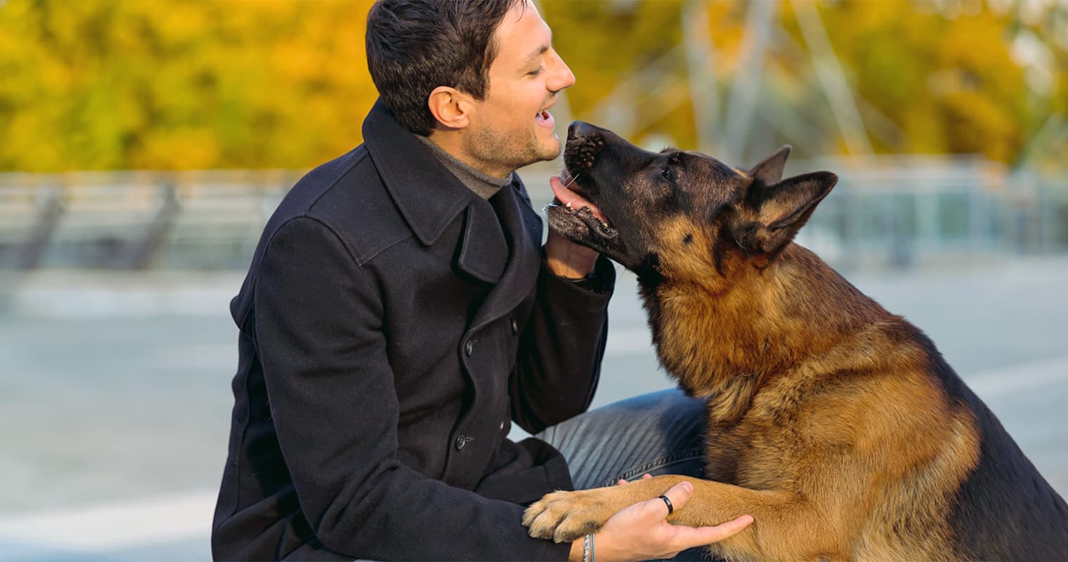 The Top 15 Dog Breeds for Peace of Mind