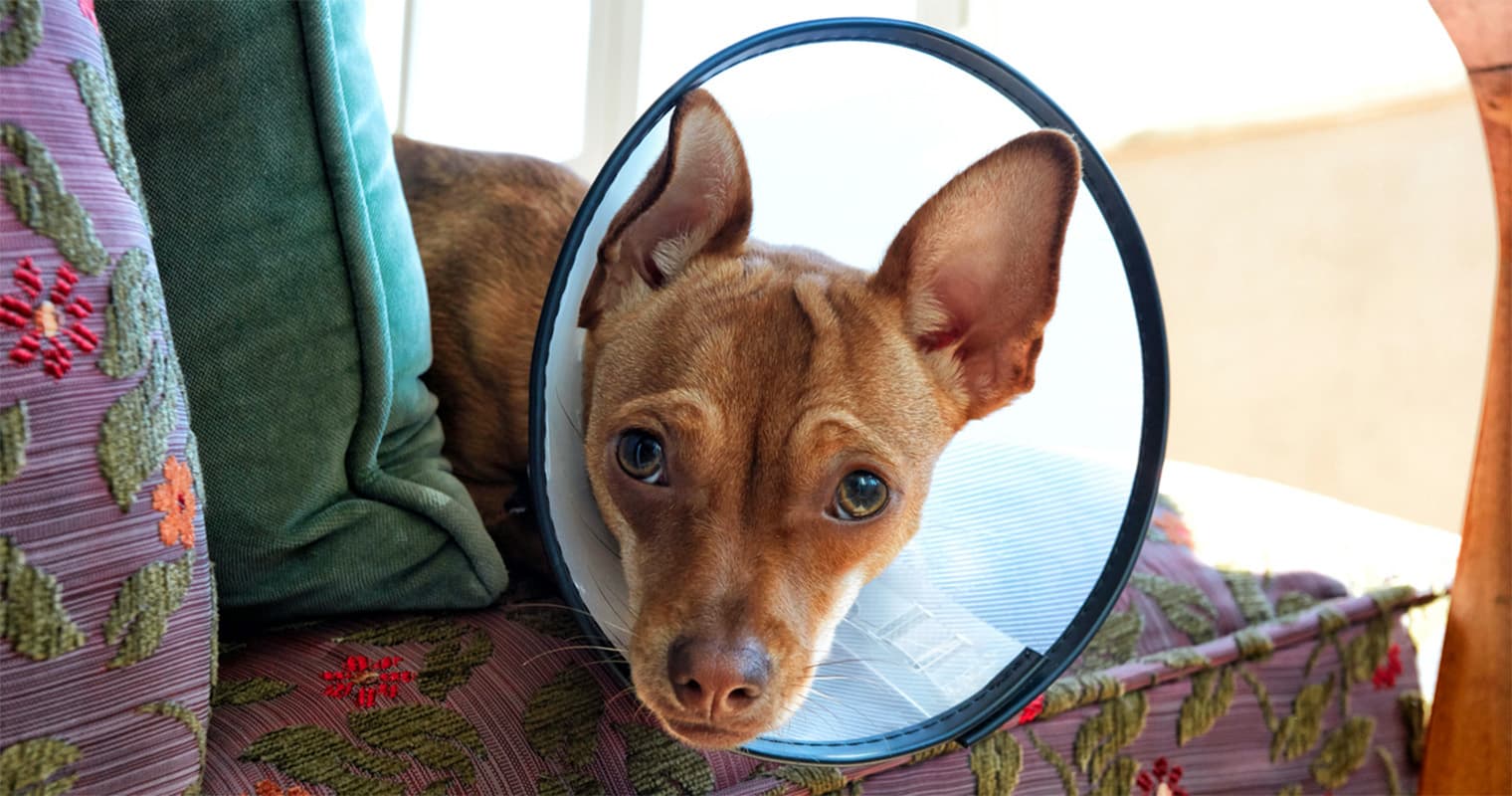 When To Spay or Neuter A Dog Or Cat