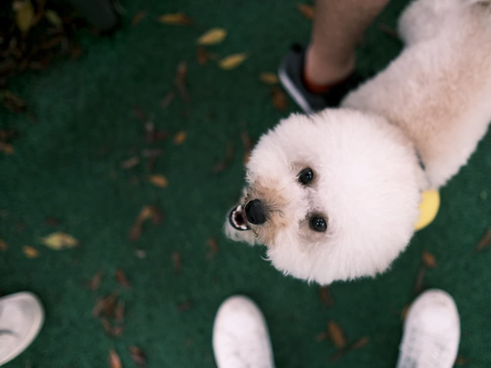 Bichon Frise