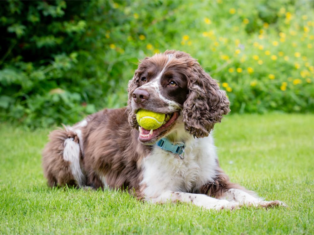 Trained English Spring Spaniel with ball in mouth