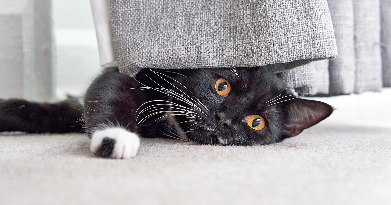 The Most Popular Cat Names of 2024