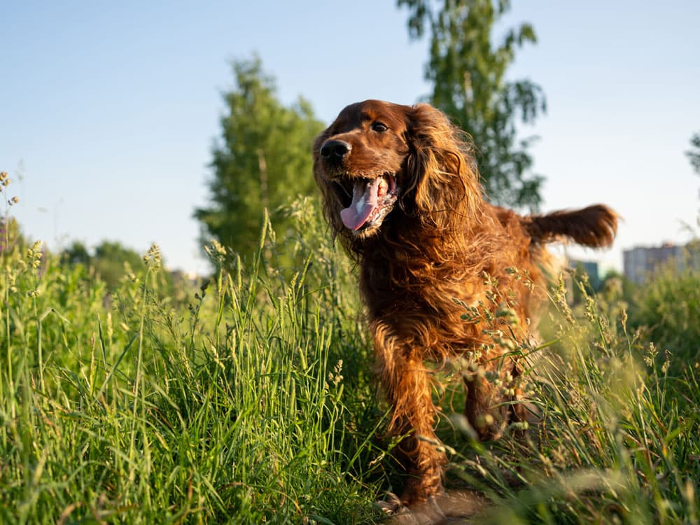 Irish Setter