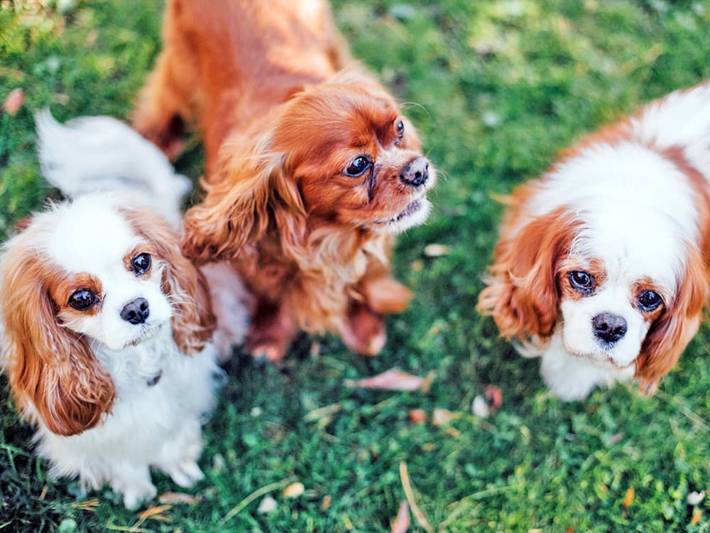 three cavalier king charles spaniels on grass