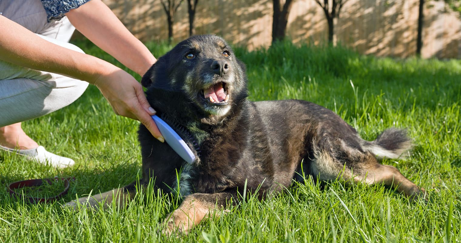 How Often Should I Groom My Dog?