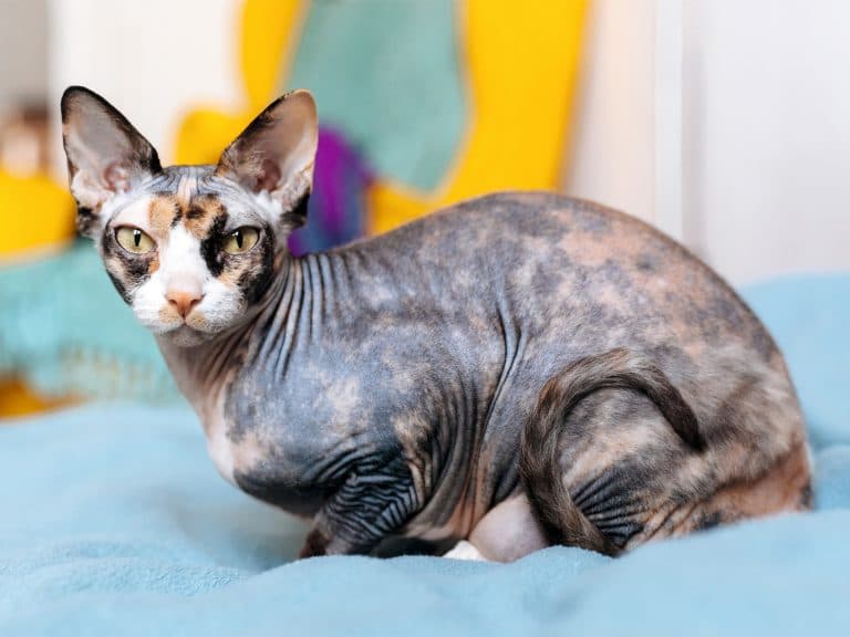10 Different Types of Hairless Cat Breeds